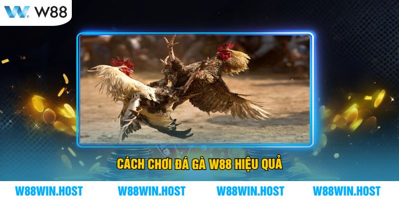 Cách chơi Đá Gà W88 hiệu quả